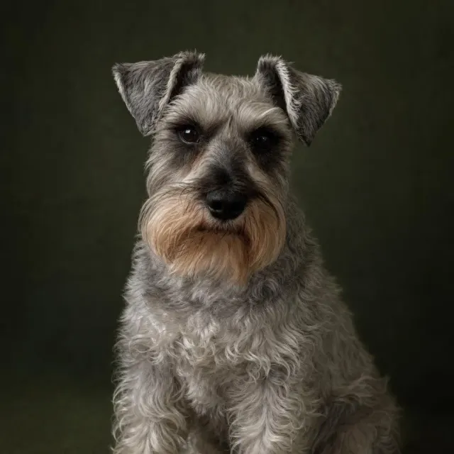 Phoxel result for a grey schnauzer, 2 of 3