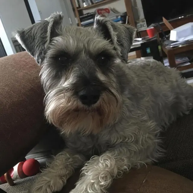 Source photo of a grey schnauzer, 1 of 2, taken on a phone