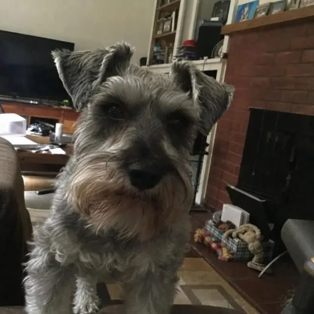 Source photo of a grey schnauzer, 2 of 2, taken on a phone